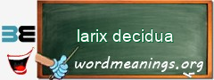 WordMeaning blackboard for larix decidua